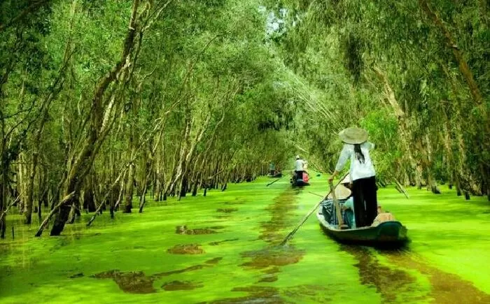 Rừng tràm Trà Sư – An Giang