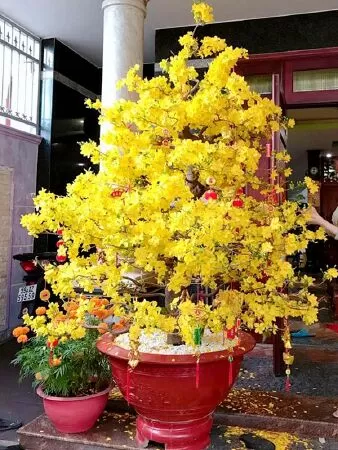 Bài văn mẫu tả cây mai - Bài số 5