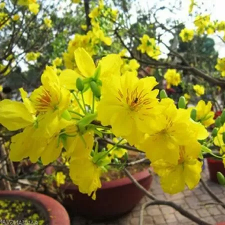 Bài văn mẫu tả cây mai - Bài số 6