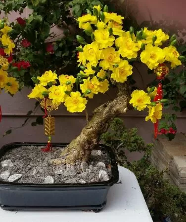 Bài văn mẫu tả cây mai - Bài số 7