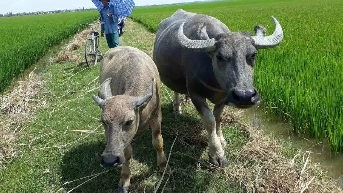 Bài văn thuyết minh tả con trâu - Bài số 2