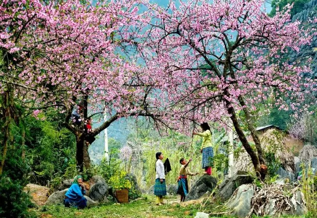 Bài văn phân tích bài thơ Mùa xuân nho nhỏ của Thanh Hải - Bài số 1