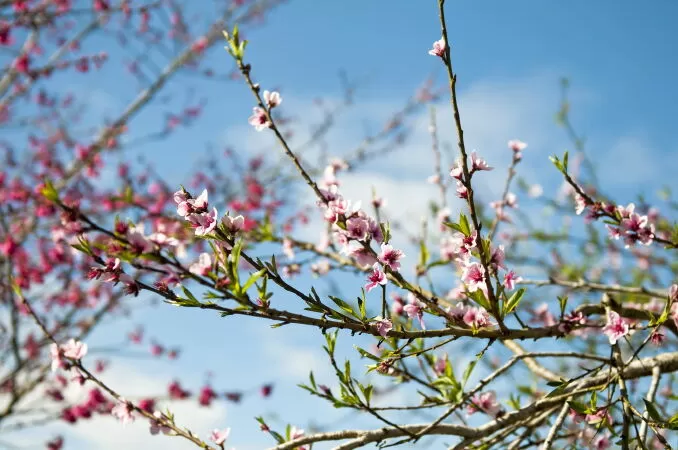 Bài văn phân tích bài thơ Mùa xuân nho nhỏ của Thanh Hải - Bài số 5