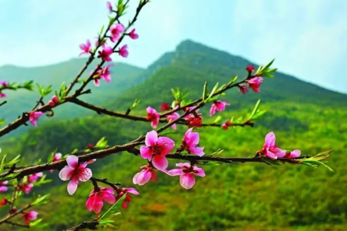 Bài văn phân tích bài thơ Mùa xuân nho nhỏ của Thanh Hải - Bài số 10