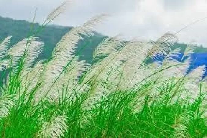 Buồn Ở Đây