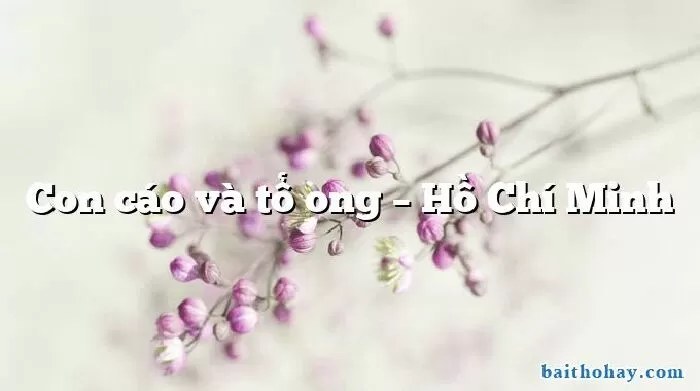 Con Cáo và tổ ong