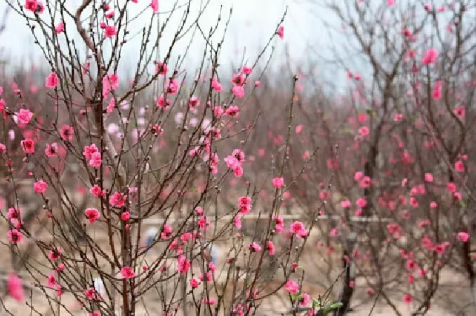 Top 10 cây hoa thích hợp trang trí ngày Tết