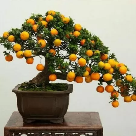 Cây Quất