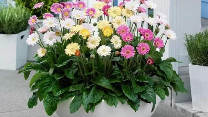 Hoa Đồng Tiền