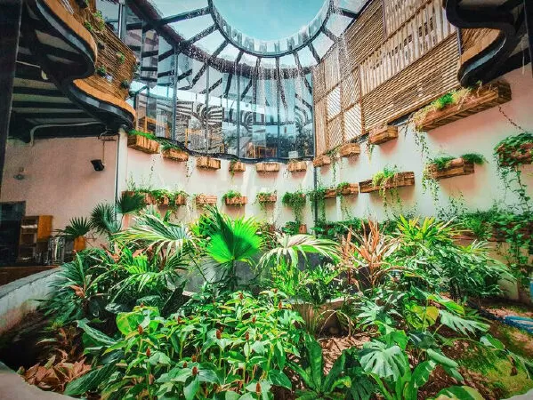 Rainforest