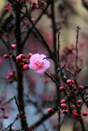 Ngày Tết - Anh Thơ