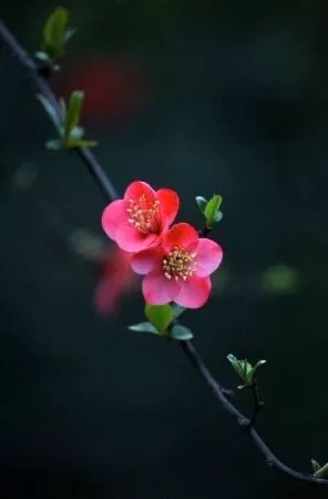 Xuân không mùa - Xuân Diệu