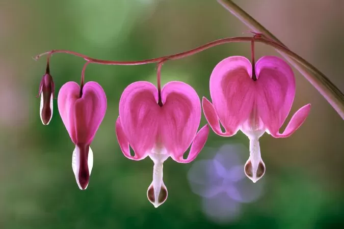 Hoa Bleeding Heart (hoa trái tim rỉ máu)