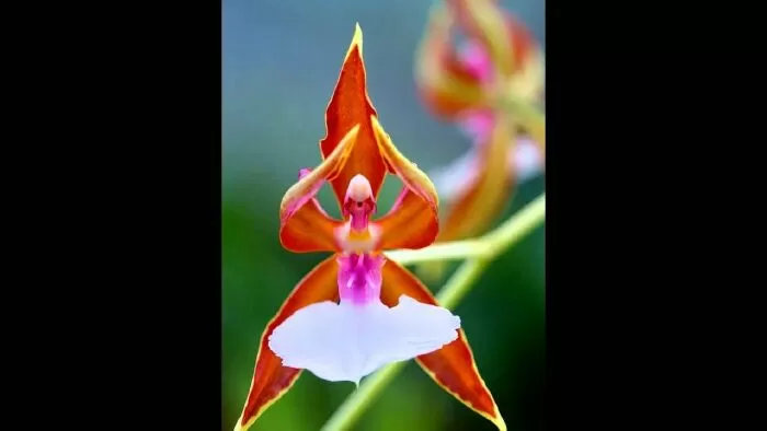 Hoa lan Ballerina (hoa lan vũ công ba lê)