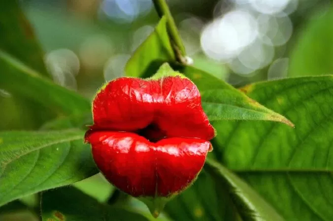 Hoa Hooker’s Lips