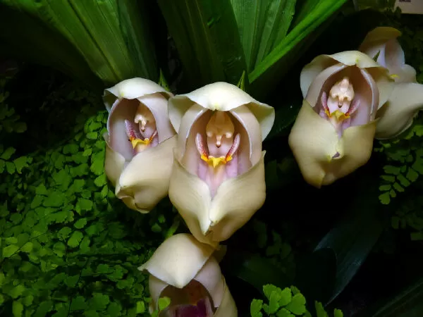 Hoa lan Swaddled Babies