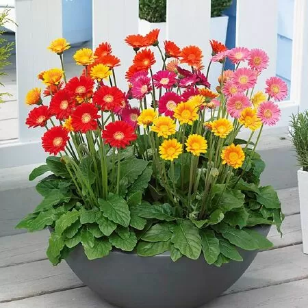Cây hoa đồng tiền