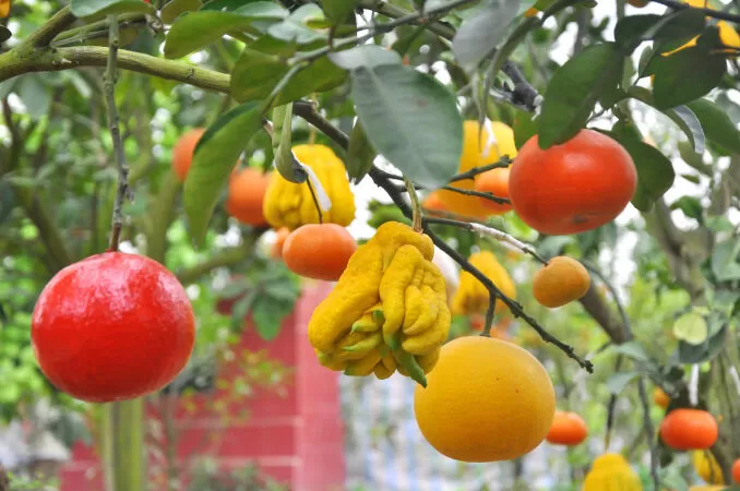 Cây ngũ quả