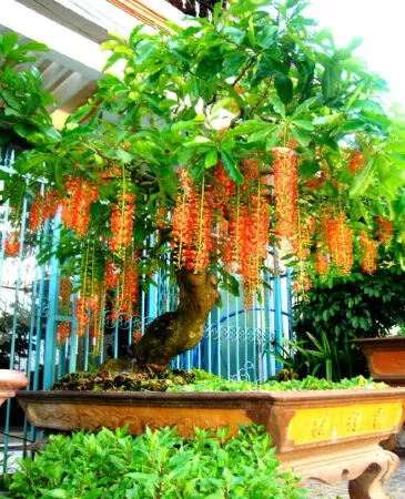 Cây lộc vừng