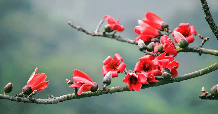 Hoa gạo