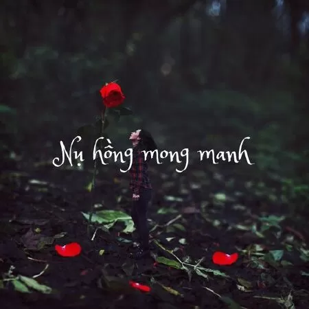 Nụ hồng mong manh