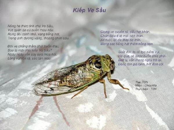 Kiếp ve sầu