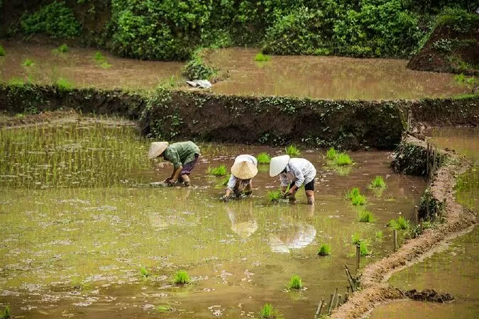Quê hương - Giang Nam