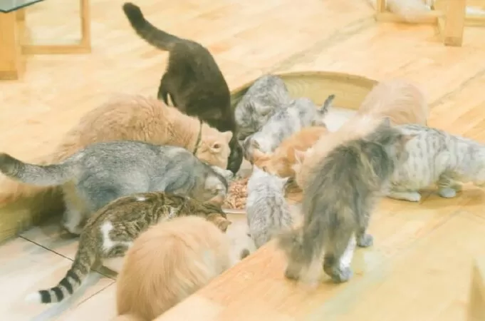 Pet Ideal Café