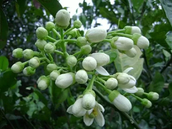 Hương thầm