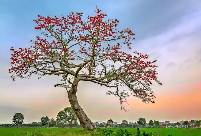 Hoa gạo
