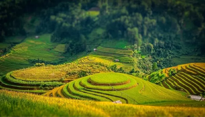 Cánh đồng tuổi thơ