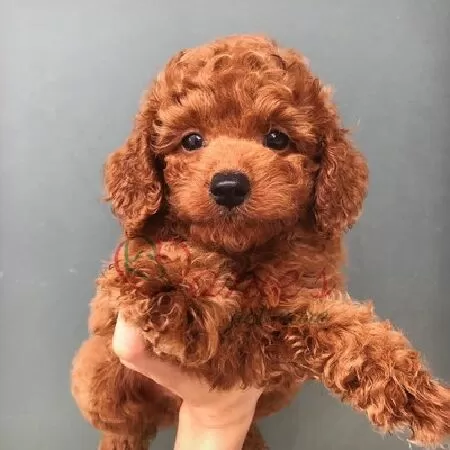 Top 5 loài chó đáng nuôi nhất thế giới