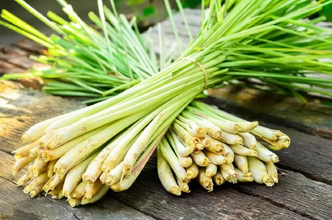 Củ sả