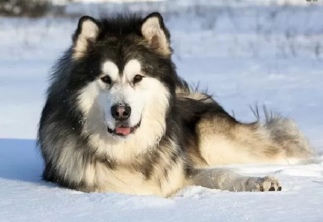 Chó alaska