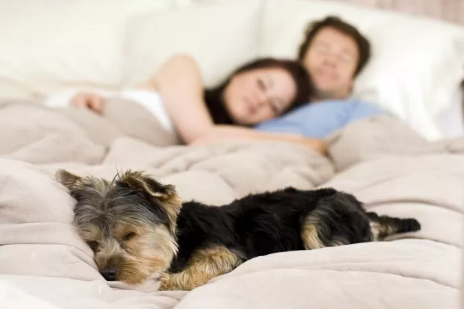 Để thú cưng tránh xa giường ngủ