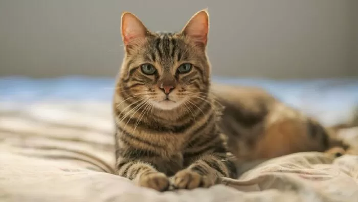 Tiếng mèo kêu