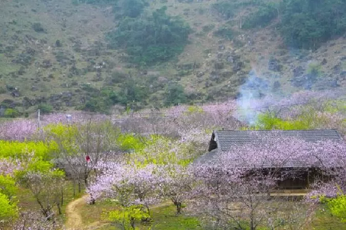 Mộc Châu - Sơn La