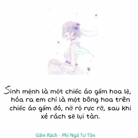 Gấm rách- Phỉ Ngã Tư Tồn