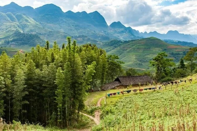 Rừng thông Yên Minh