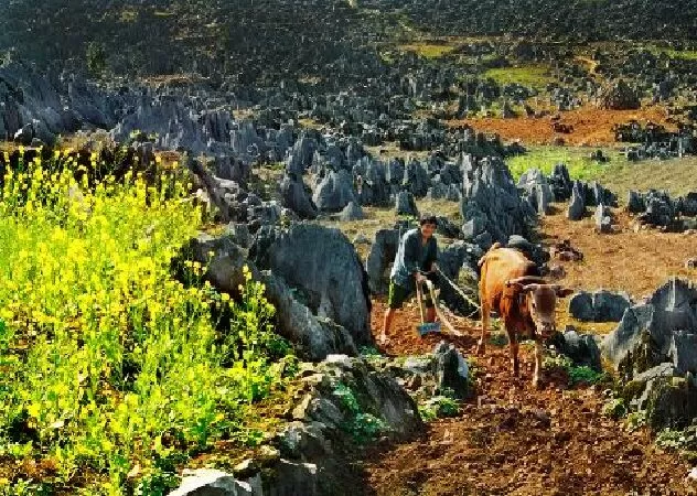 Cao nguyên đá Đồng Văn