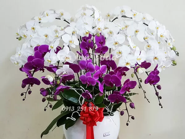 ToDa Orchids
