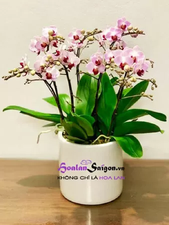 Hoa lan Sài Gòn