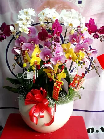 Shop Hoa Lan Nghi