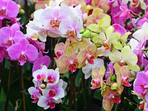 Lan Hồ Điệp ORCHIDS WORLD