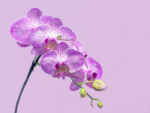 Beautiful Orchids