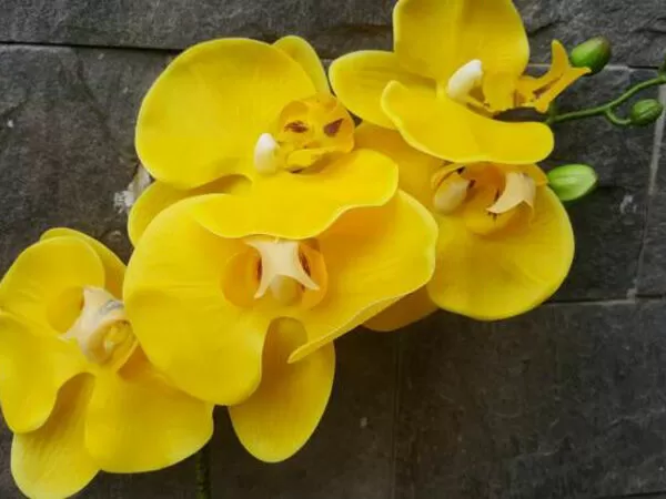 Hương Flower