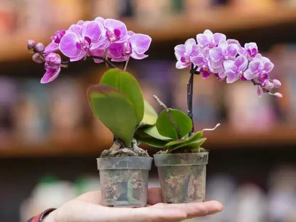 Flowerstore.vn