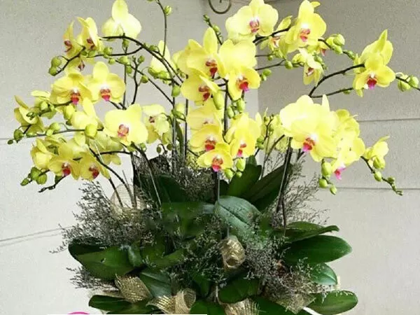 Hoa lan Bảo Ngọc