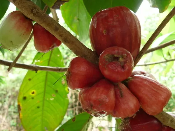 Trái điều đỏ