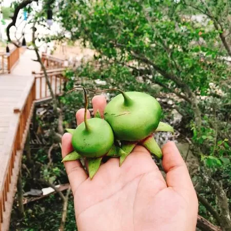 Trái bần